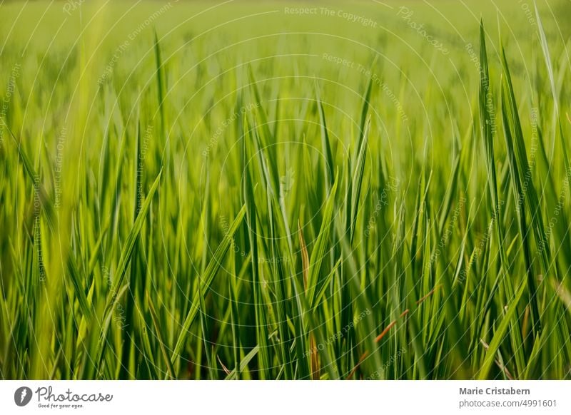 Close up texture of lush green grass illuminated by the early morning light background pattern summer ethereal magical springtime no people sunlight meadow