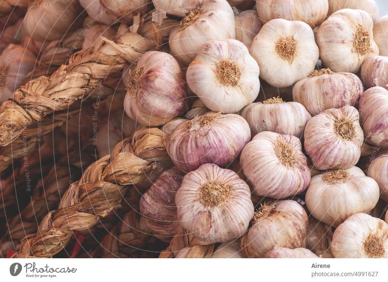natural defenses Garlic Herbs and spices Odor Organic Fragrance Food Nutrition White Healthy Fresh Bulb Garlic bulb salubriously Braids Markets Greengrocer