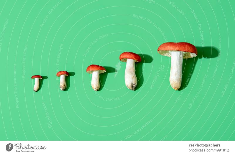Edible wild mushrooms of different sizes on a green background, above view autumn bright cap color concept cuisine delicious edible european food forest fungi