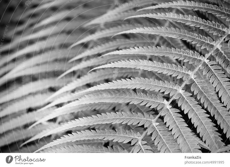 Composition fern leaves in black and white Nature Plant shape Pattern Black & white photo texture Close-up Abstract naturally Leaf botanical Garden Botany