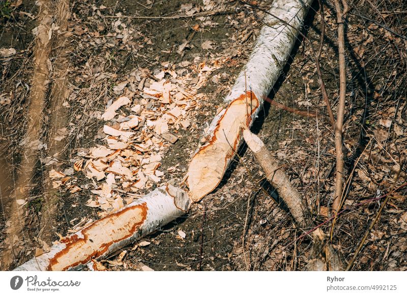 Birch Tree Gnawed By Beavers In Spring Season On River Coast Castor fiber Eurasian beaver animal behavior bark beavers belarus birch birch-tree broken cut