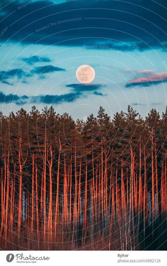 Full Moon Rising Above Pine Forest Landscape During Sunset Time Of Summer Evening. Sunrise Nature At Sunny Morning autumn beautiful blue bright cloud cloudscape