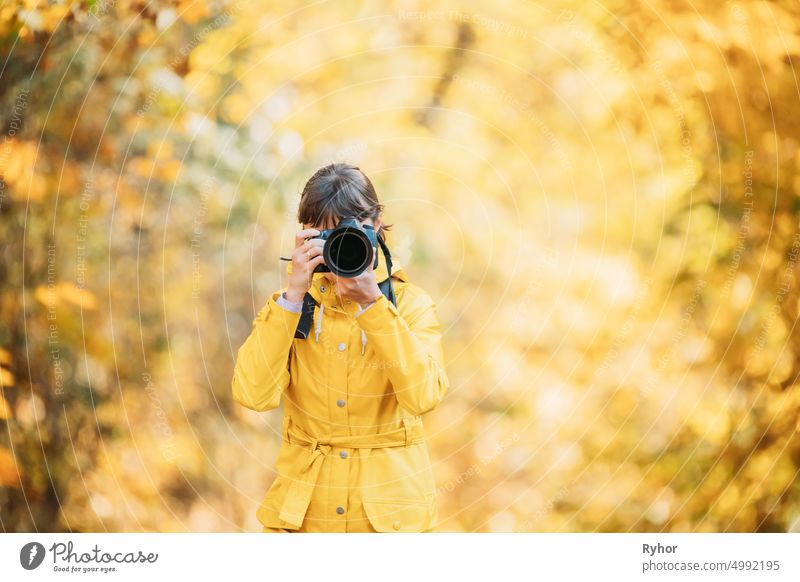 Aurlandsfjellet, Norway. Young Woman Tourist Photographer Taking Pictures Photos Of Autumn Yellow Forest Park. Lady Walking In Fall Park With Yellow Foliage