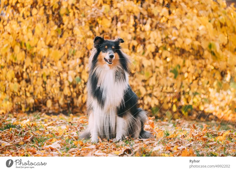 Tricolor Rough Collie, Funny Scottish Collie, Long-haired Collie, English Collie, Lassie Dog Sitting Outdoors In Autumn Day. Portrait Colley Long-Haired Collie