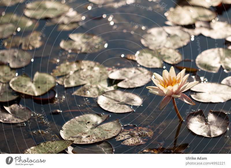 Water lily glittering in full sunlight Nature Plant Blossom Lake Water Lily Pond Flower Aquatic plant Water lily pond Water lily leaf sparkle Sunlight Light