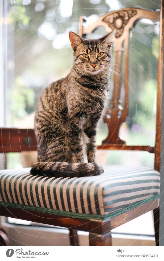 Cat sitting on antique chair pets One animal portrait Domestic cat Looking into the camera Wooden chair Chair Bolster Interior shot Bright Deserted Colour photo
