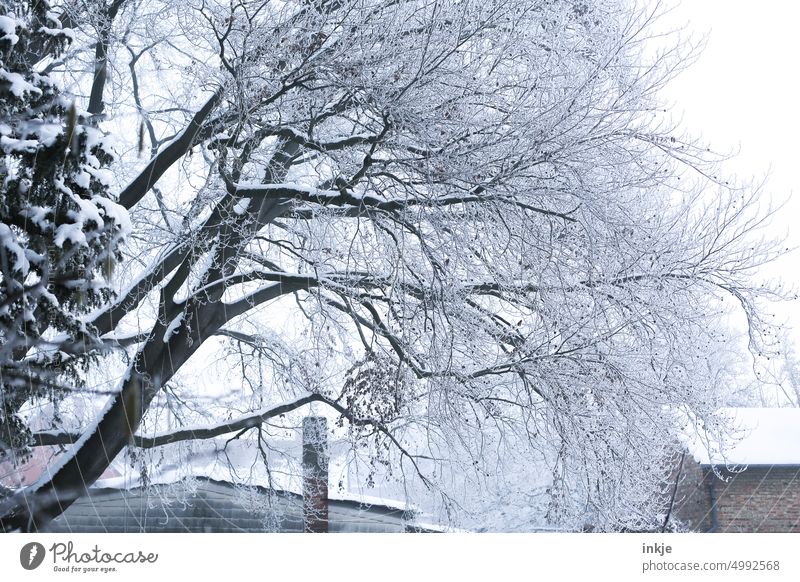 Tree in winter Winter Ice Snow chill Deserted Exterior shot Frost Nature White branches Garden Cold Winter mood Frozen Winter's day Seasons Idyll Hoar frost