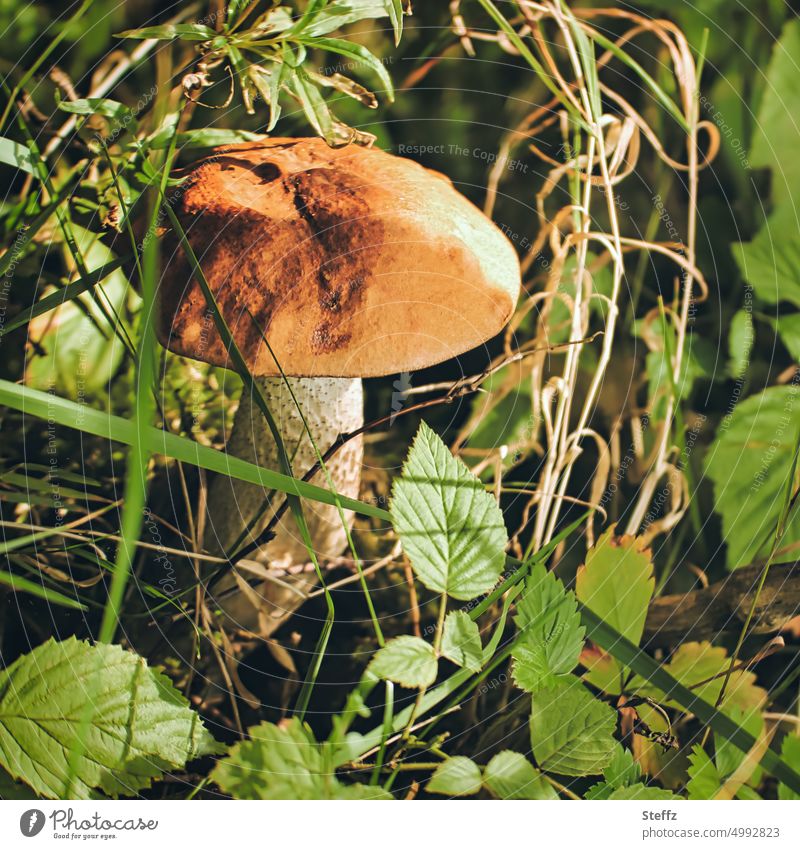 A mushroom in the green Mushroom boletus Boletus in the country forest mushroom wax go mushrooming mushroom pick Food edible mushroom Edible Discovery