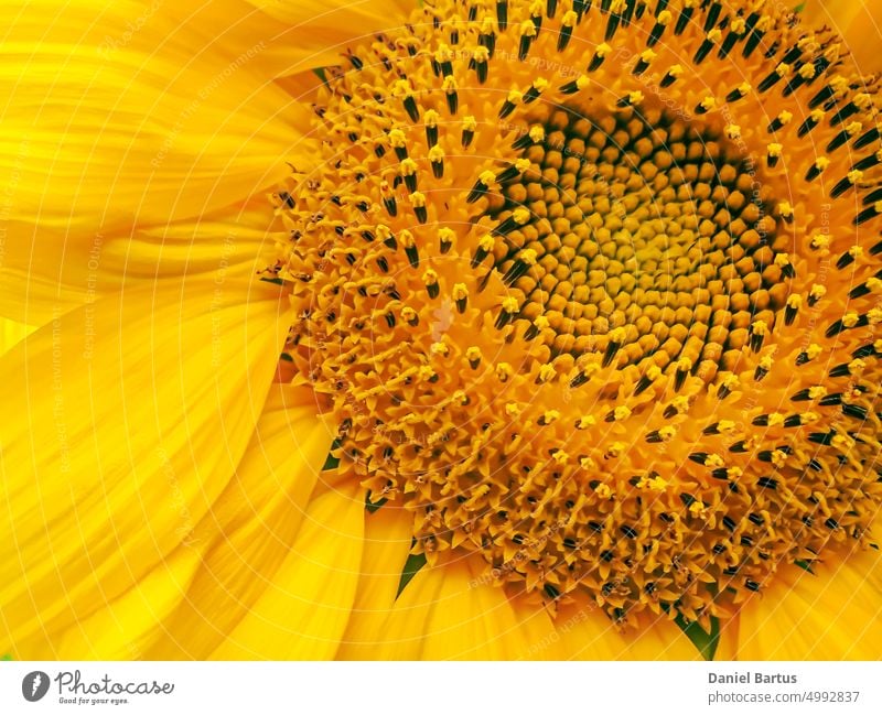 Close-up of a sunflower in sunlight rural botany bright sunflowers summer agriculture beautiful agricultural farming golden sunny floral blossom green natural