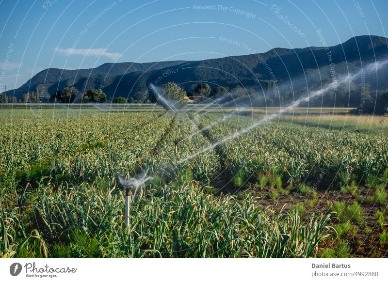 Sprinklers watering the farmland with a view of the mountains agriculture background country countryside field food grape green hill landscape nature outdoor