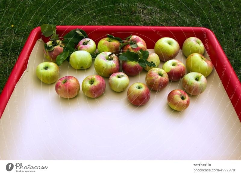 Apples in a photo bowl Apple juice Relaxation Harvest holidays Garden Autumn allotment Garden allotments neighbourhood Nature Plant tranquillity Holiday season