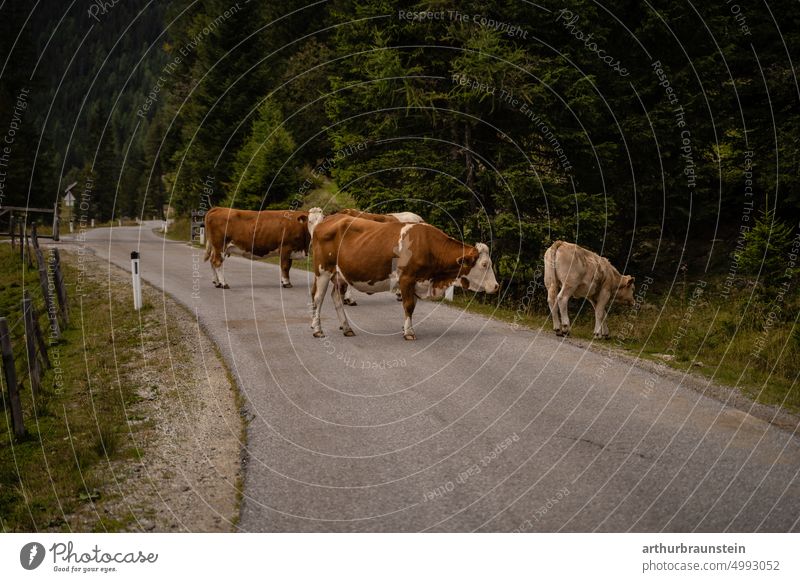 Cows standing on asphalt country road through beautiful valley in Lungau Austria Street Traffic infrastructure Exterior shot Landscape Animal animals