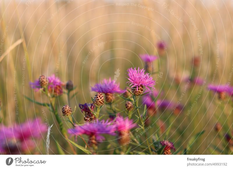 Thistles in the field in the evening sun Nature Meadow Flower Summer Grass Blossom Plant Blossoming Exterior shot Colour photo Deserted Growth Green