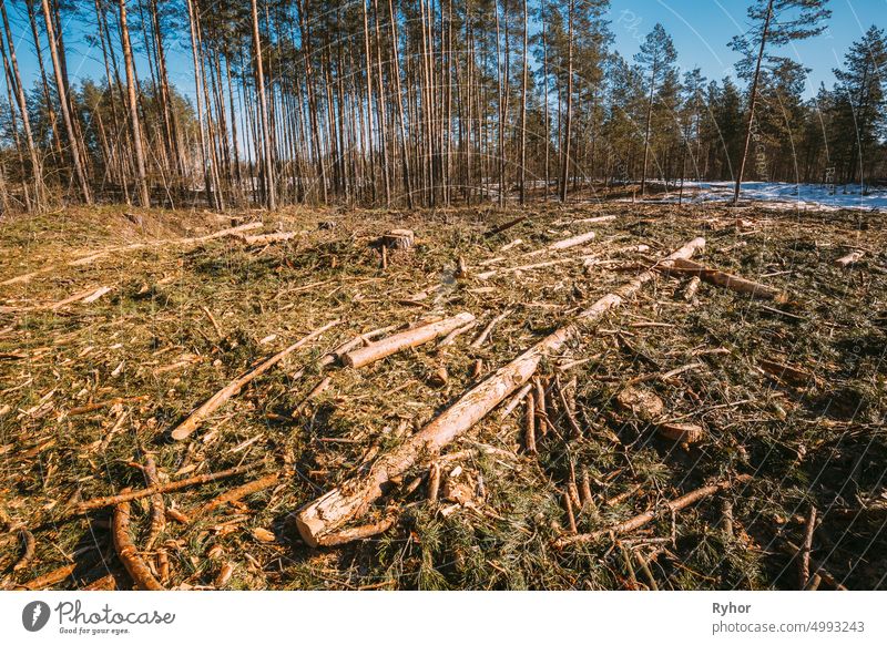 Fallen Tree Trunks In Deforestation Area. Pine Forest Landscape In Sunny Spring Day. Green Forest Deforestation Area Landscape area cut cutting damage deforest