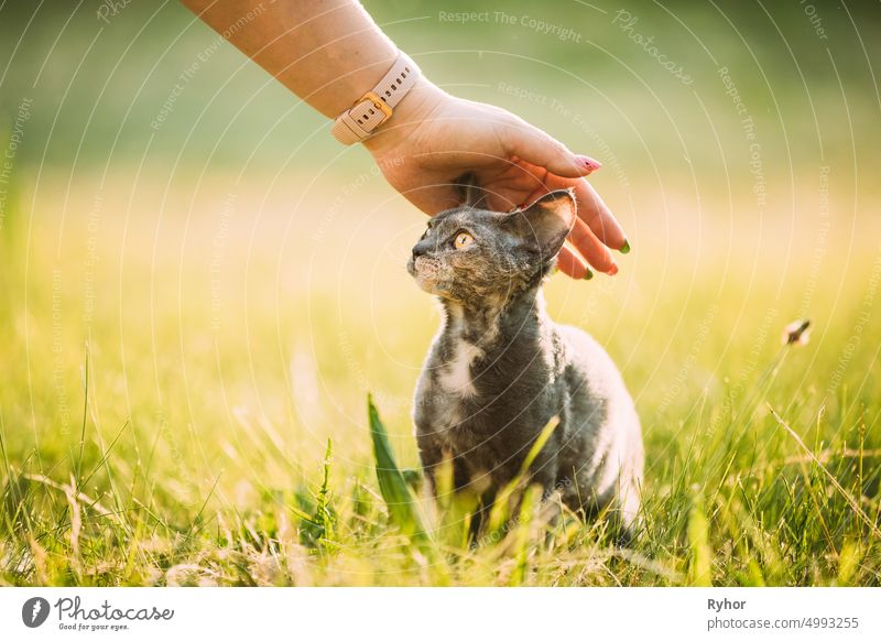 Woman Stroking Funny Young Gray Devon Rex. Kitten Sitting In Green Grass. Short-haired Cat Of English Breed animal beautiful black smoke breed care caress cat