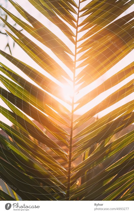 Close Up Of Palm Tree Branch. Sunlight Sun Rays Shine Through Green Leaf Leaves Growing In Palm Branch During Sunrise Or Sunset asia beautiful beauty botanic