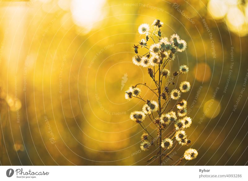Dry Flowers Of Conyza Sumatrensis. Guernsey Fleabane, Fleabane, Tall Fleabane, Broad-leaved Fleabane, White Horseweed, And Sumatran Fleabane. Close Up Autumn Grass And Flowers In Sunset Sunrise Sunlight