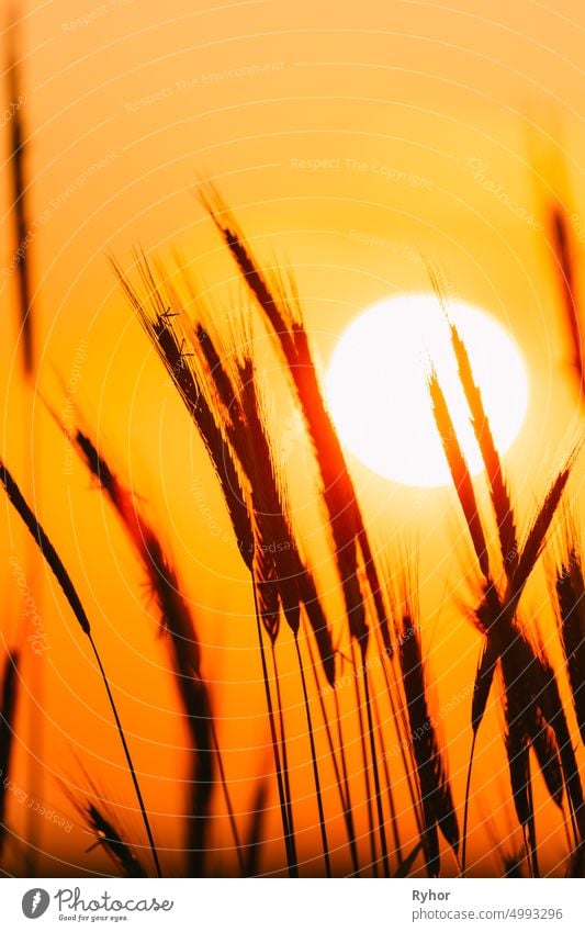 Summer Sun Shining Through Young Yellow Wheat Sprouts. Wheat Field In Sunset Sunrise Sun agriculture backlight barley beautiful black bright cereal close up