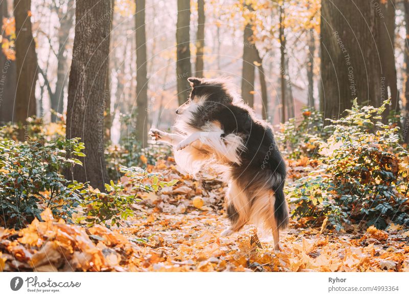Tricolor Rough Collie, Funny Scottish Collie, Long-haired Collie, English Collie, Lassie Dog Funny Jumping In Dry Yellow Fallen Foliage Outdoor In Autumn Day