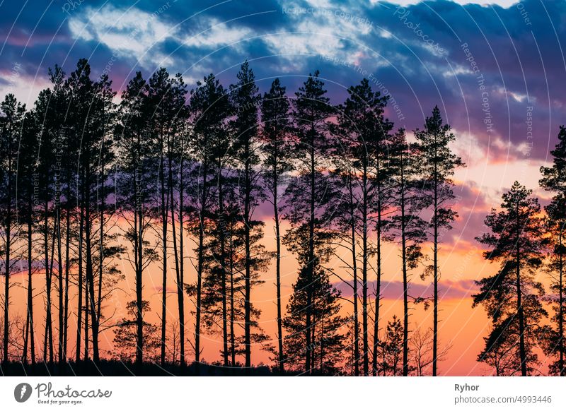 Sunset Sunrise In Pine Forest. Dark Black Spruce Trunks Silhouettes In Natural Sunlight Of Bright Colorful Dramatic Sky. Sunny Coniferous Forest autumn