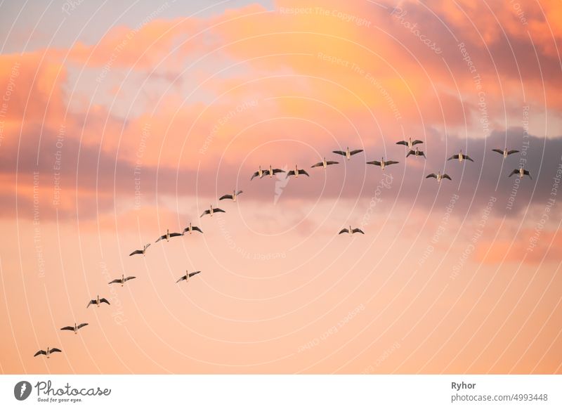 Flock Of Ducks Flying In Sunny Sunset Autumn Spring Sky During Their Migration. Altered Sunrise Sky autumn beautiful bird bright copy space duck europe fall