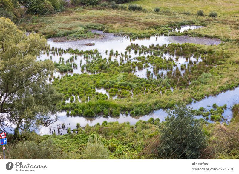 wetland Wetlands Nature Deserted Colour photo Plant Water Moss Damp Environment Exterior shot Day Green naturally Growth Wild plant Brook bachlauf Pond Deluge