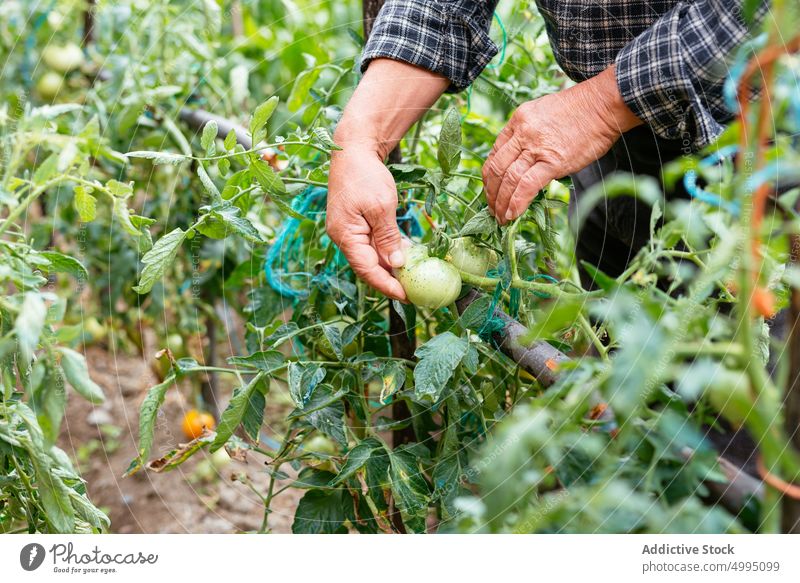 Unrecognizable man checking tomatoes on farm farmer plant unripe agriculture summer countryside male middle age mature touch organic work rural plantation