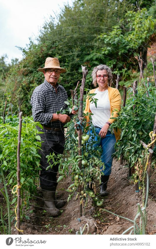 Mature farmers taking care of tomato plant couple together tie check pole man woman mature middle age agriculture summer countryside plantation organic