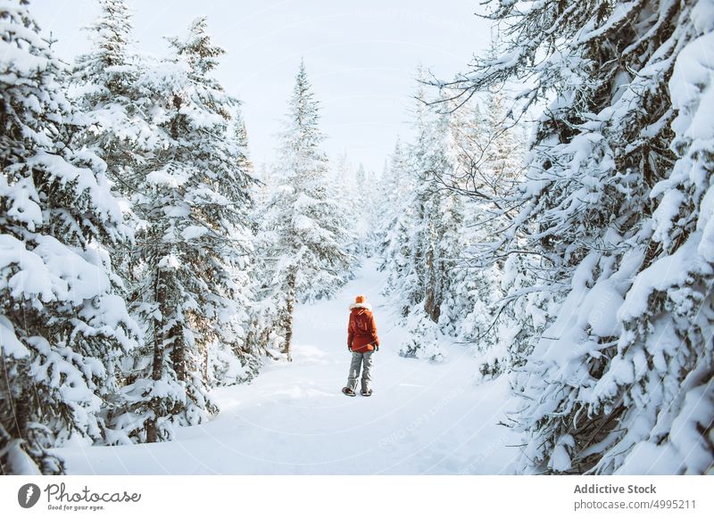 Anonymous female traveler near snowy spruces woman winter snowshoe forest cold season valley of the ghosts monts valin quebec canada national park warm clothes