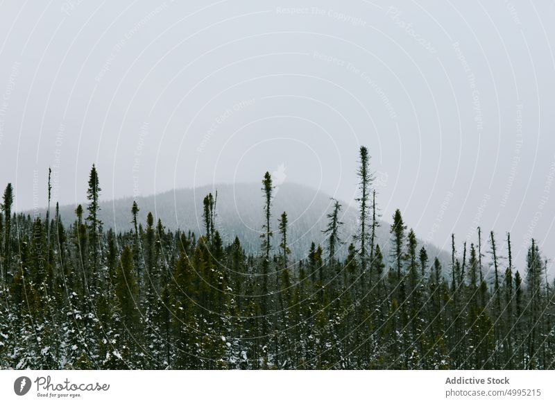 Tops of spruces against mountain tree top fog forest landscape gray nature winter valley of the ghosts monts valin quebec canada national park slope highland