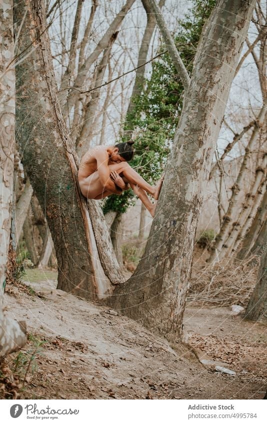 Shirtless man embracing knees in tree in forest hug harmony trunk naked torso woods shirtless autumn nature tranquil male fit muscular enjoy embrace serene