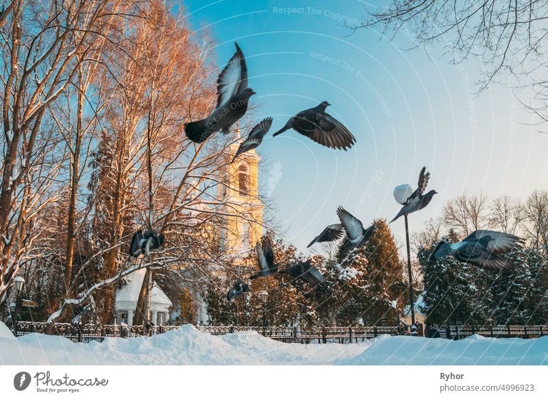 Gomel, Belarus. Winter City Park. Pigeons Doves Birds Are Flying Near Peter And Paul Cathedral In Sunny Winter Day.  Famous Local Landmark In Snow Belarusian