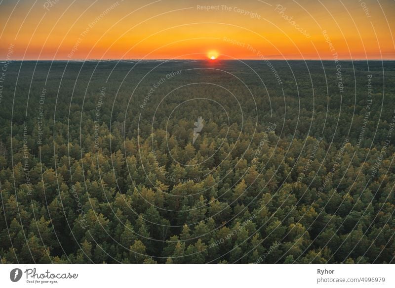 Aerial View Of Sunset Sky Above Green Forest Landscape In Evening. Top View From High Attitude In Summer Sunrise. Sun Sunshine Above Coniferous Forest aerial