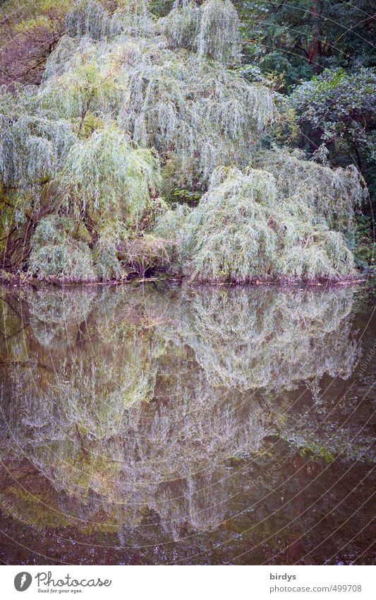 when the grieving willow kisses the water Nature Plant Autumn Tree Weeping willow Forest Lakeside Pond Touch Esthetic Romance Calm Idyll cool colours Sadness