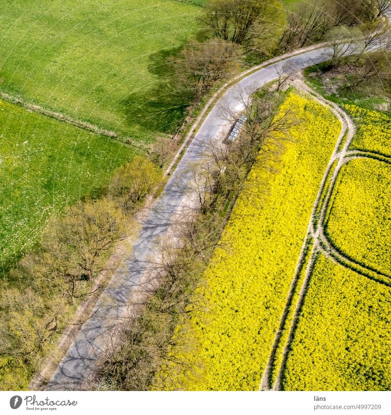 Rape blossom from above Oilseed rape flower Canola field Field Blossoming Agriculture Yellow Agricultural crop Landscape UAV view Spring