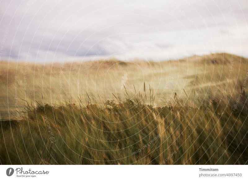 Gentle wind in the dune grass duene Marram grass Sky Clouds Denmark Wind Smooth Movement Autumn Shallow depth of field multiple exposure Nature Deserted