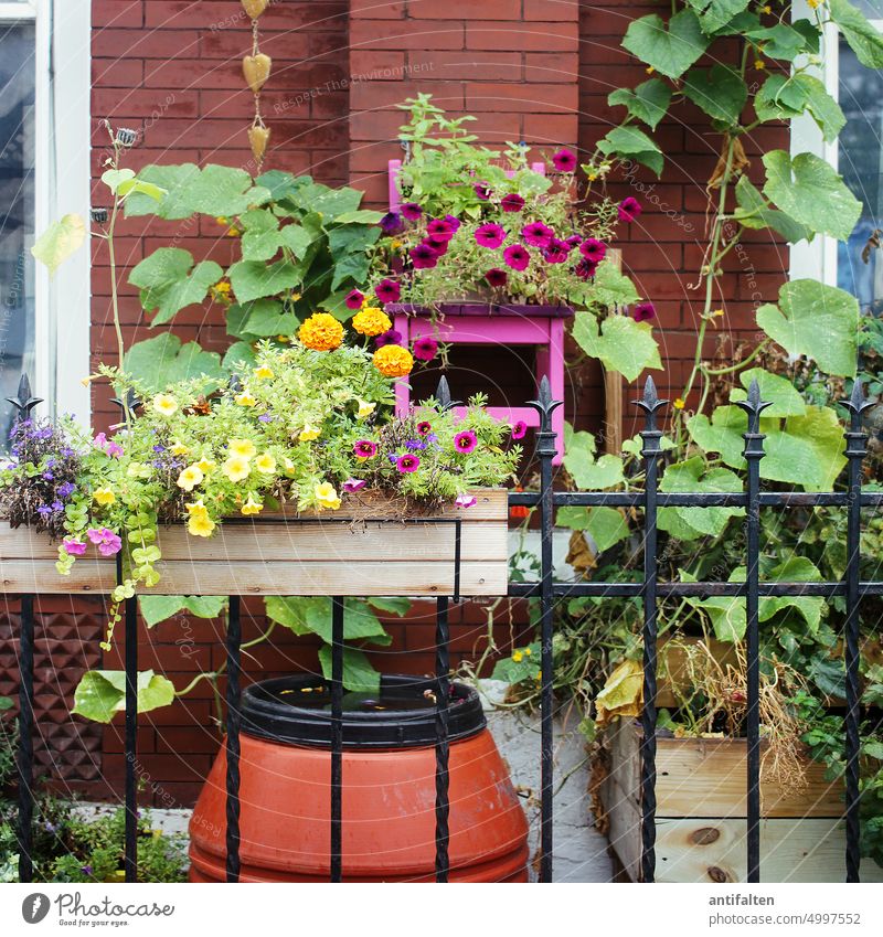 happy gardening House (Residential Structure) Garden flowers Terrace Balcony plants vine Fence Fence post variegated clinker clinker facade brick wall blossom