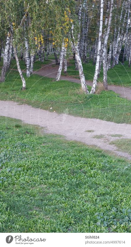 many birch trees on meadow with trails Birch tree Forest Birch wood Meadow Green wall park Trail forest path Copy Space Deserted Landscape Colour photo