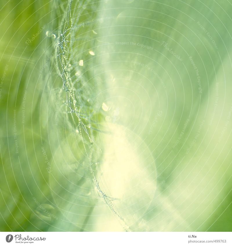 HAPPY BIRTHDAY PHOTOCASE Drops of water Autumn Grass Bushes Meadow Glittering Hang Growth Gray Green White Spider's web Colour photo Macro (Extreme close-up)