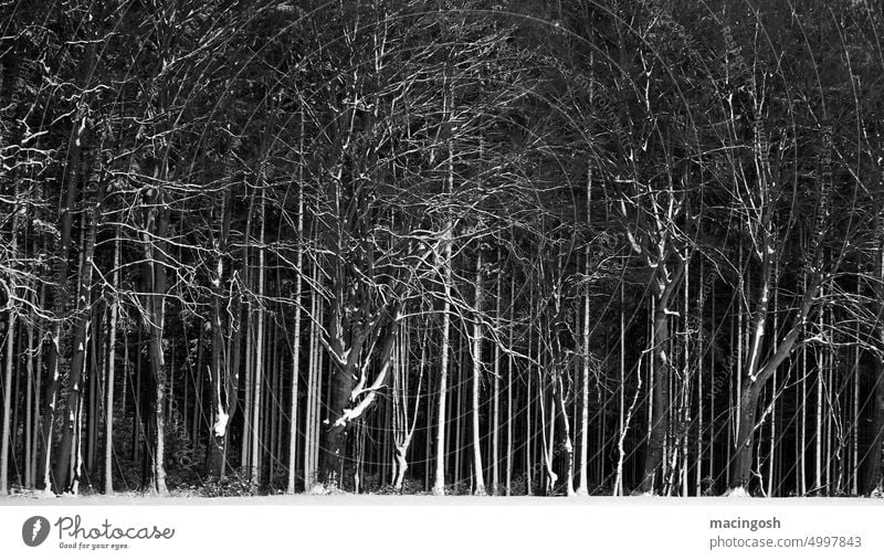 Snowy forest Forest Winter Tree Cold Nature Exterior shot Landscape Frost Deserted White Black Dark Environment Weather Black & white photo Contrast Climate