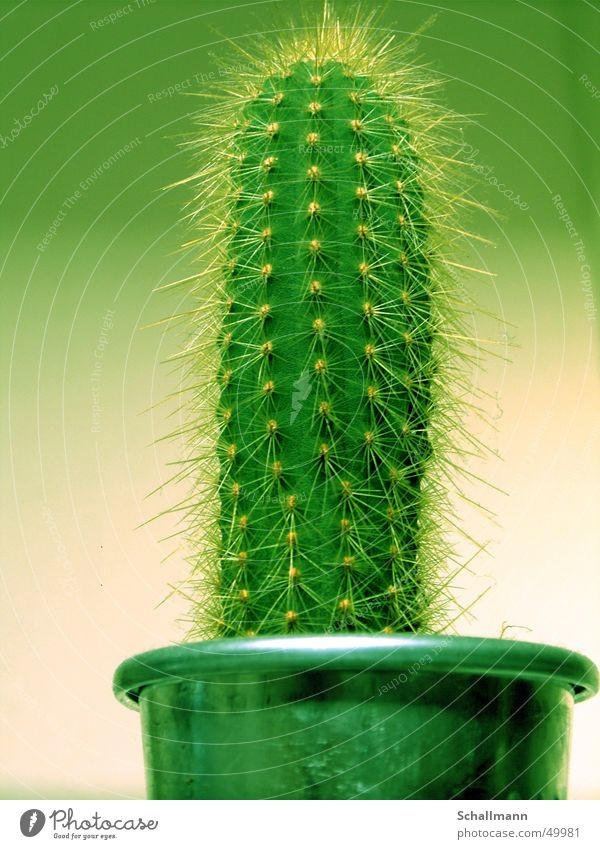 My little green cactus Cactus Plant Green Pot Thorn Desert