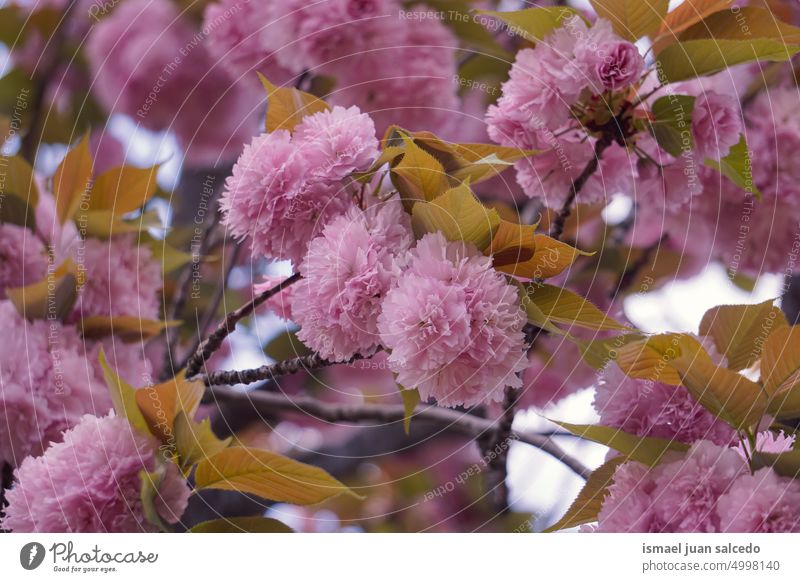 beautiful pink tree flowers in springtime pink flower petals pink petal plant garden floral nature natural blossom bloom decorative decoration romantic beauty