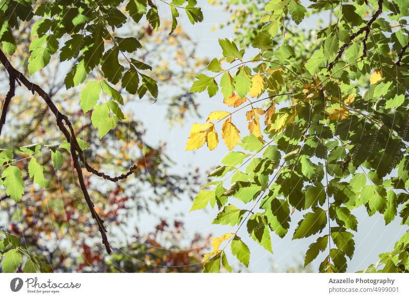 Beautiful autumn leaves background. Against Art Autumn pretty Beauty & Beauty Botany Branch Calm tranquillity ecology Environment To fall Fine Art flora Floral