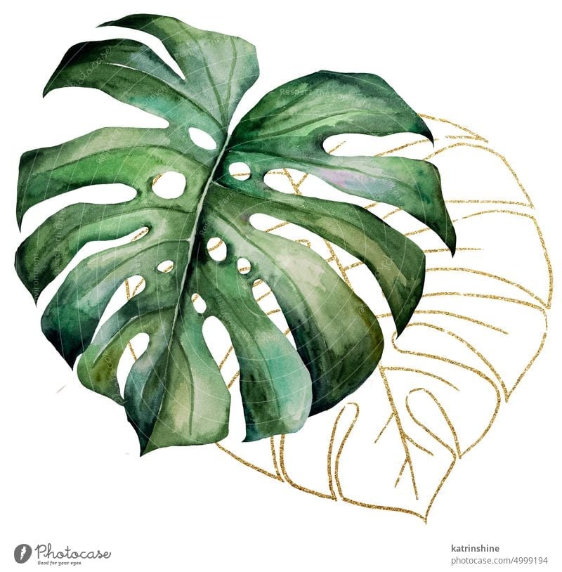 Green and Golden watercolor tropical monstera leaves illustration, wedding design element Botanical Decoration Element Exotic Foliage Hand drawn Holiday