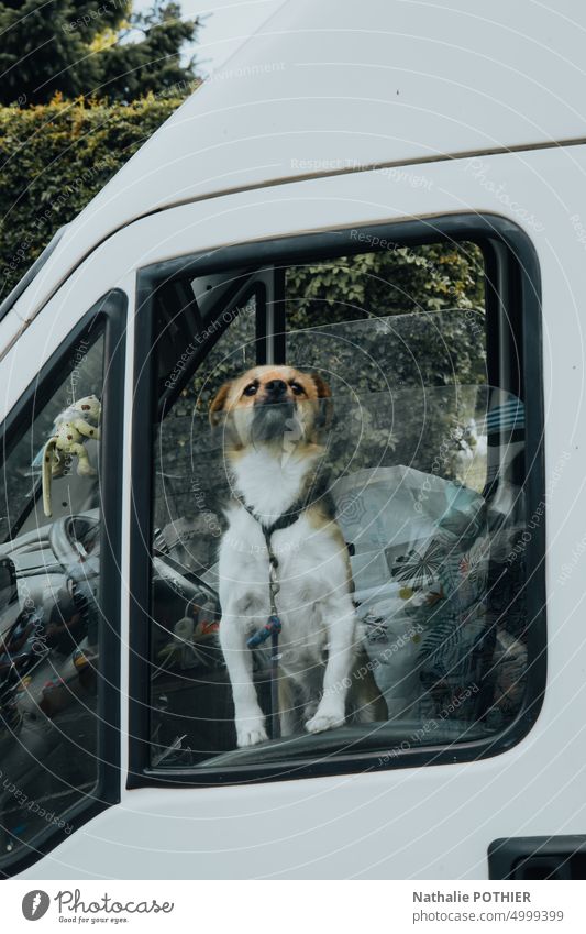 Dog standint on the driver's seat in a van dog travel van life trip journey Lifestyle vacation holiday lifestyle caravan camper vehicle animal