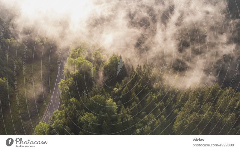 View of untouched nature from above. Mixed forest under morning mist and sunrise. The lungs of the world with enough moisture to create fresh oxygen climate