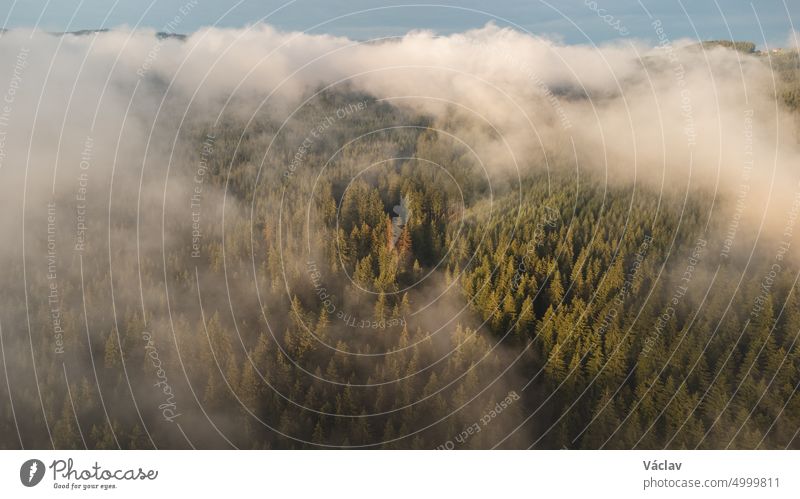 View of untouched nature from above. Mixed forest under morning mist and sunrise. The lungs of the world with enough moisture to create fresh oxygen climate
