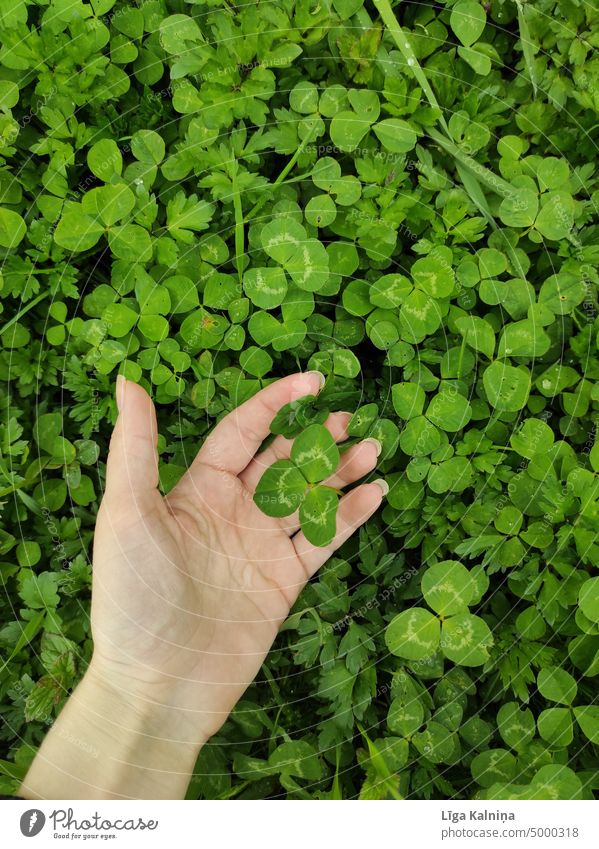 Hand holding clover leaf Clover Green Happy Nature Plant Close-up Macro (Extreme close-up) Foliage plant Detail Meadow Leaf Good luck charm Four-leafed clover