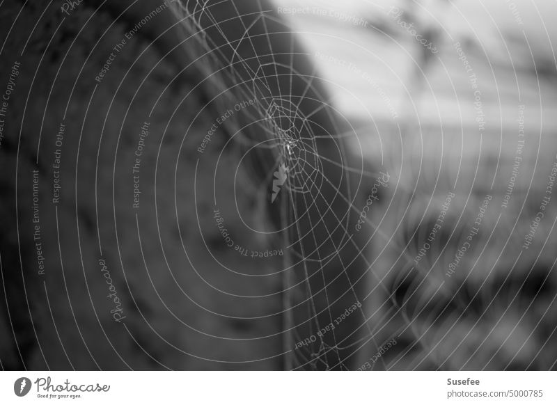 A spider web in black and white Spider's web Old black-and-white Exterior shot Deserted Gray Close-up naturally Autumn