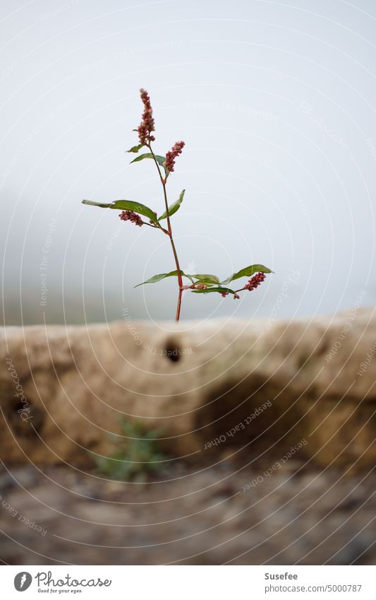 A lonely herb on an old wall Flower Plant herbaceous Grass Lonely Wall (barrier) Old Manmade structures Green Red Sky Fog Healthy Bright Low-key